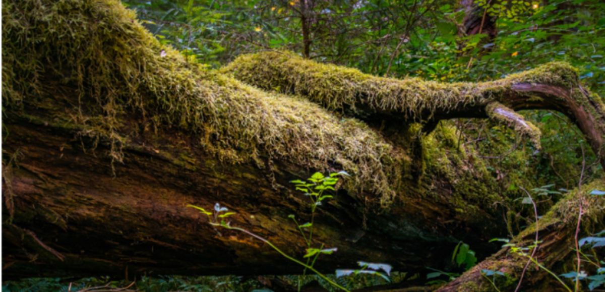 Remixing Faith - Seeds of Renewal in the Quaker Tradition