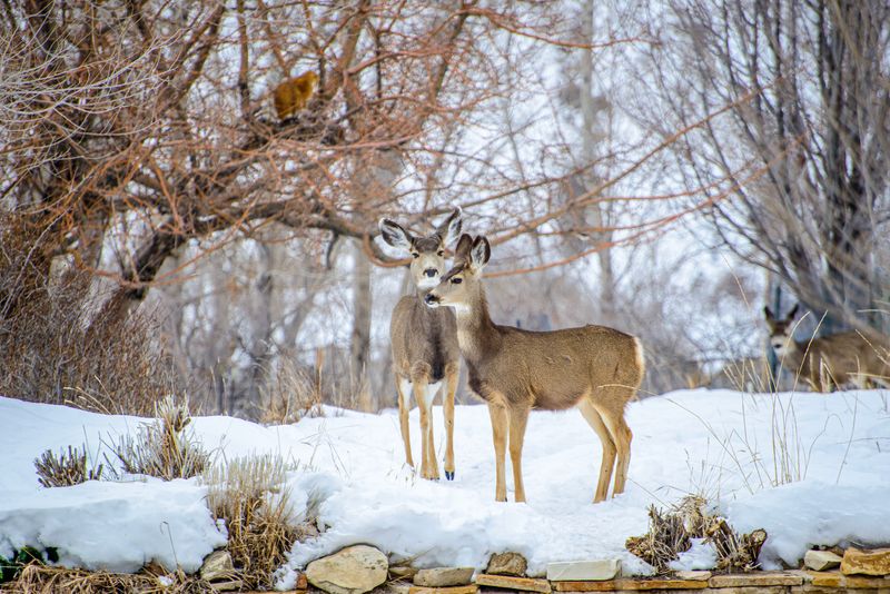 Deer family grazing
