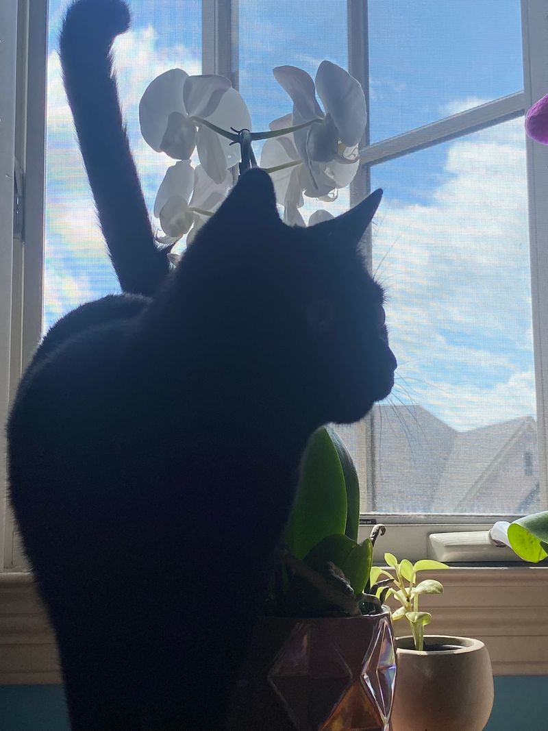 The Pets