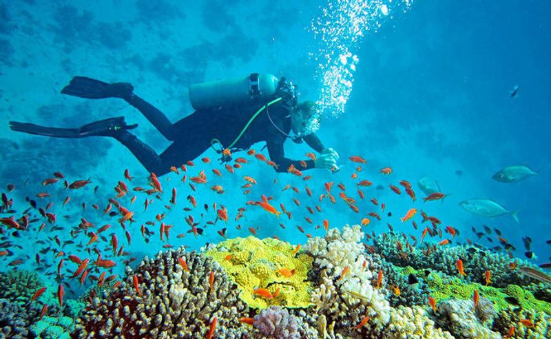 Dive into Adventure: Scuba Diving in Andaman