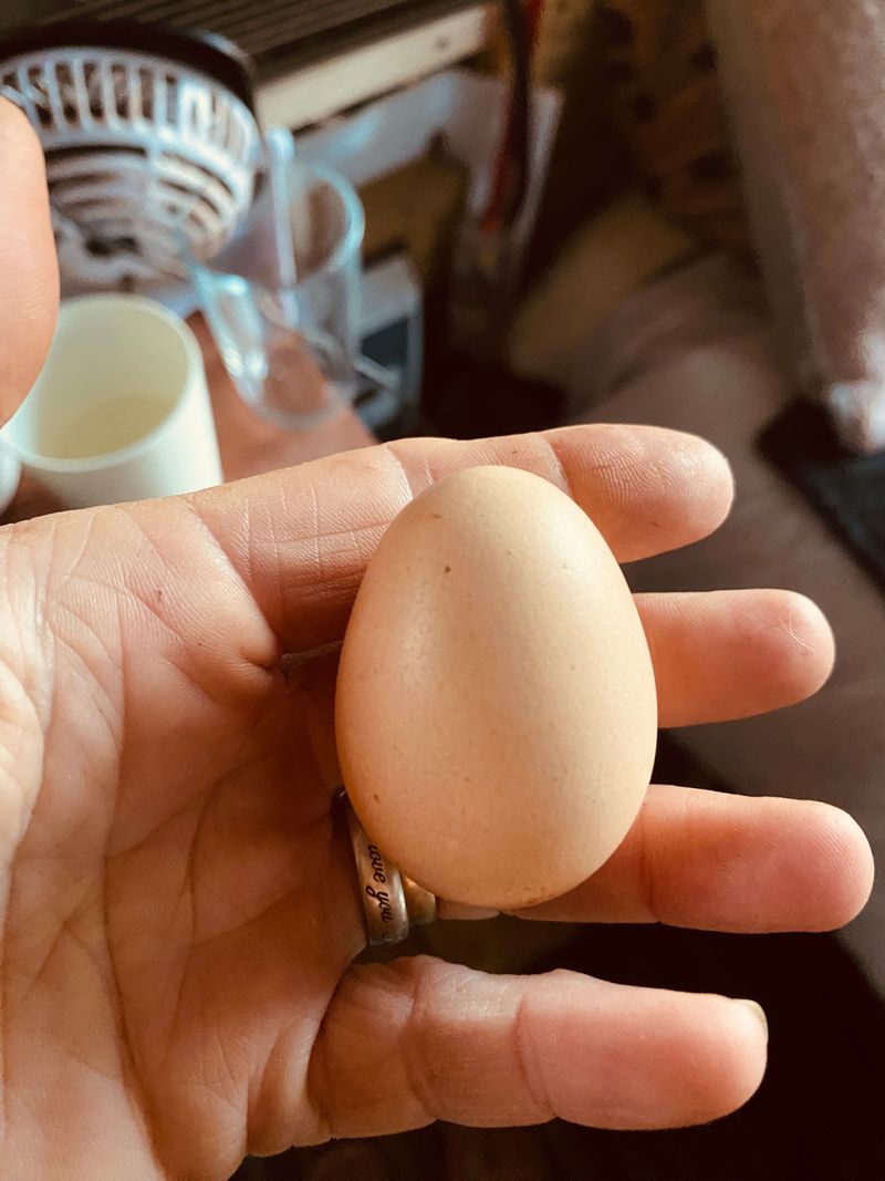One of my baby silkies laid an egg!