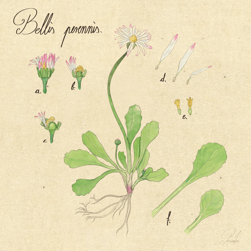 Coomon Daisy (Bellis perennis)