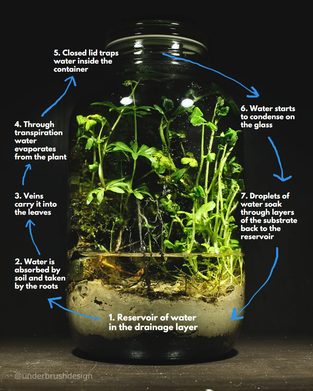 Terrariums' Water Cycle Explained — Underbrush Design