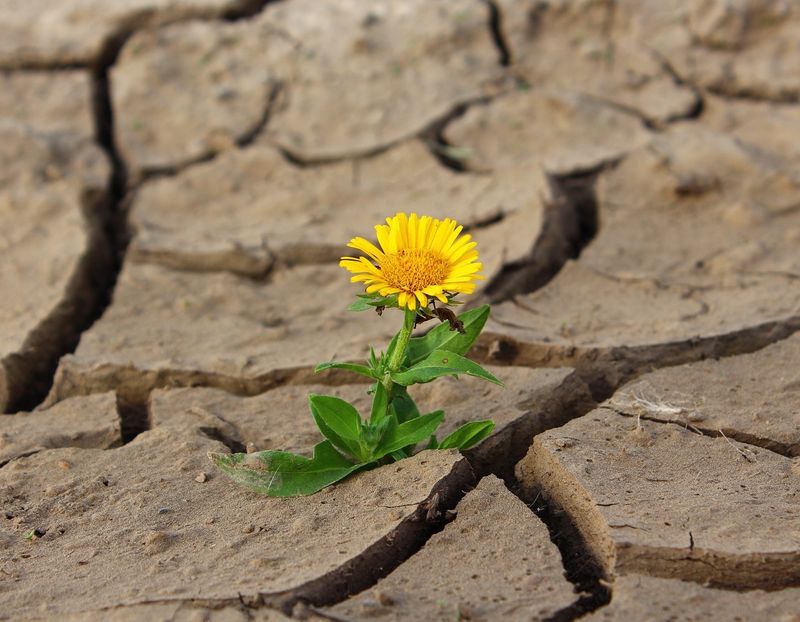 Surviving & Thriving: Finding Hope in Good and Bad Times