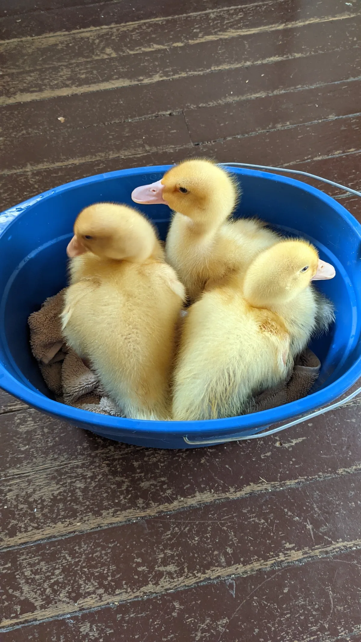 March 2021, Little Bucket Ducks — Duck Duck Duck