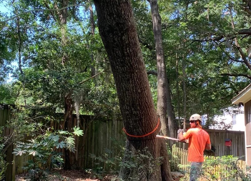 Rooted in Quality: Finding the Best Tree Services in Charleston SC