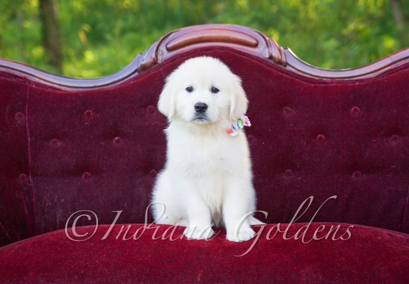 English Cream Golden Retriever: A Beautiful Companion Dog with a Golden Heart