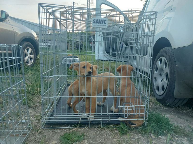 Rescue animals affected by the explosion of the Kakhovska dam