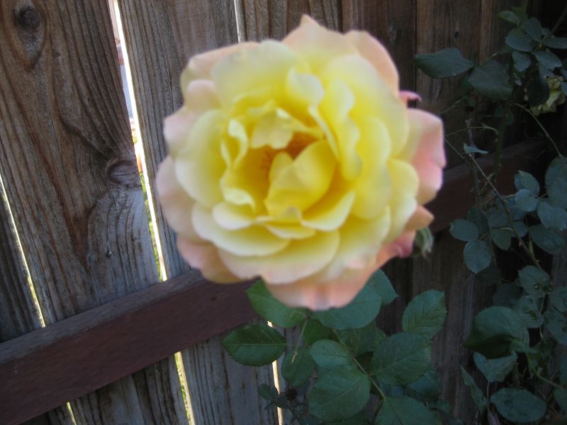 Pink and Yellow Rose?