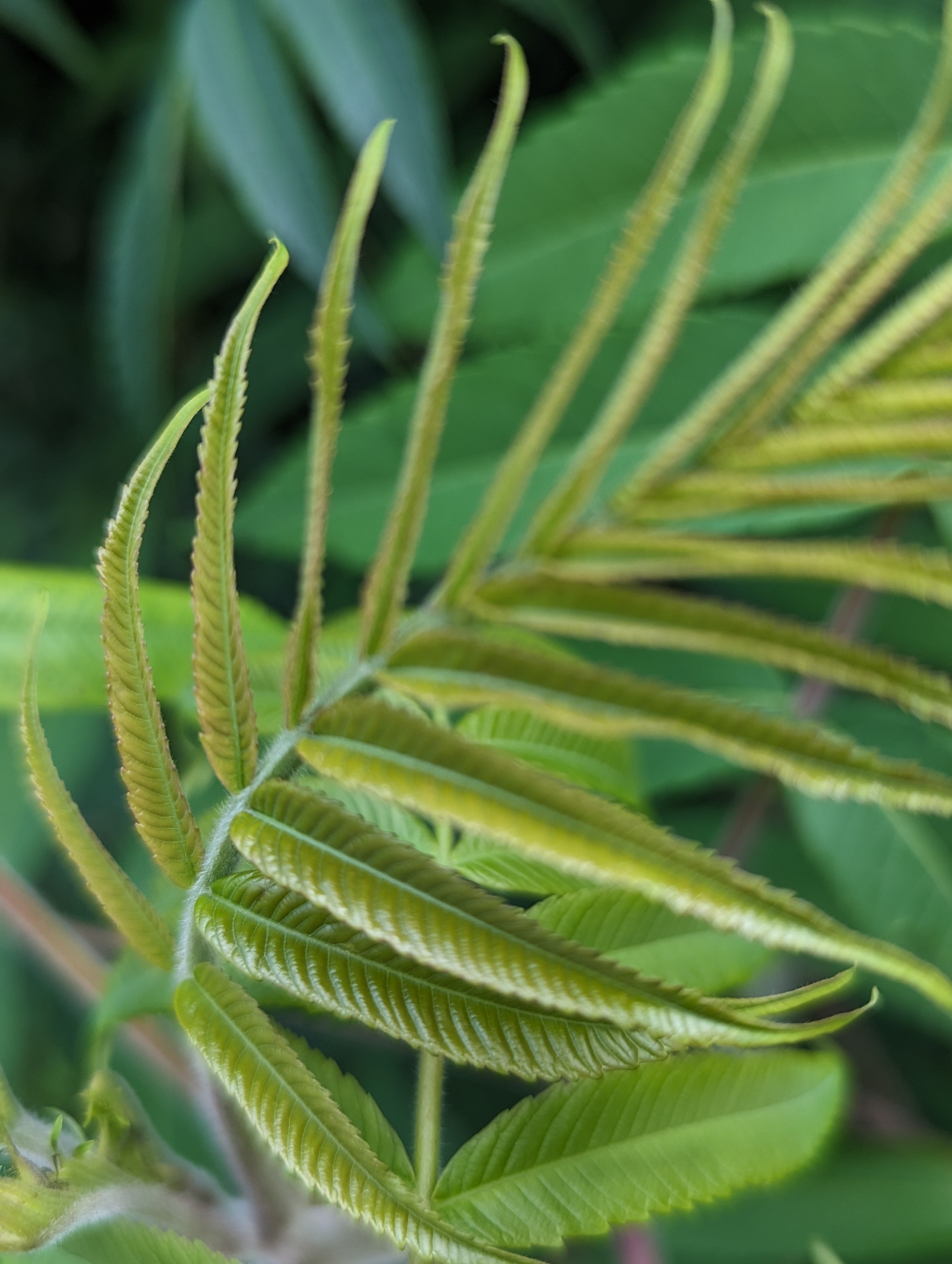 Herbal Study Sumac — Sarah