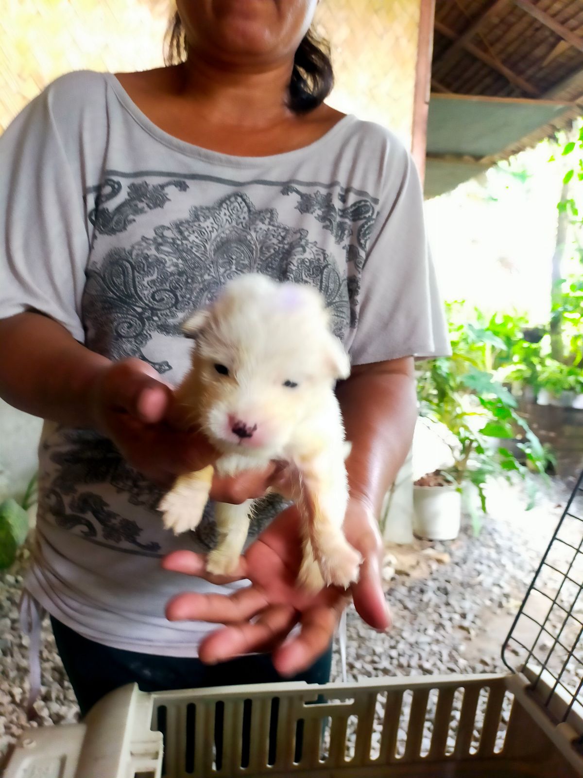 Baby Roku — Street Dog Sanctuary - Buymeacoffee