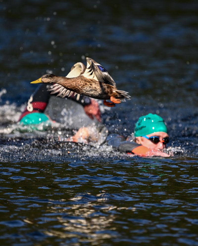 Swimming competition 