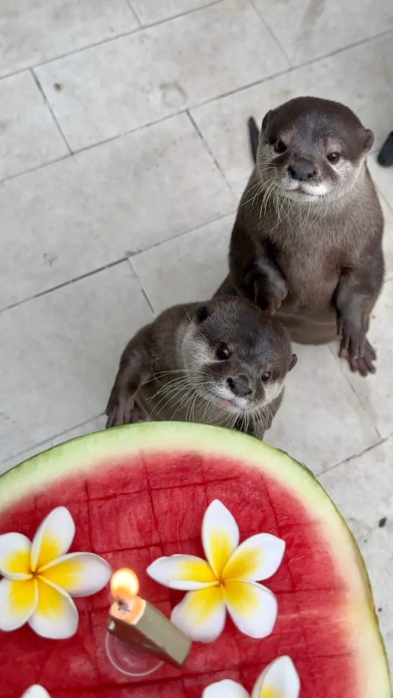 Otters Hazel & Pushan is Hello, guys! Thank you for supporting