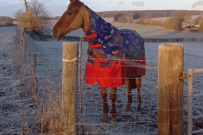 *New Blog* Giving your horse a winter break