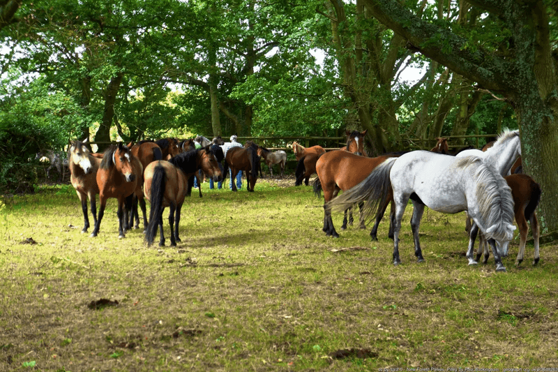 *New Blog* Get to know our Native Pony Breeds: England & Wales