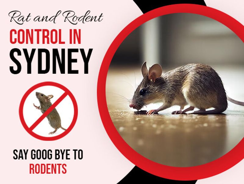 Rat & Rodent Control in Sydney