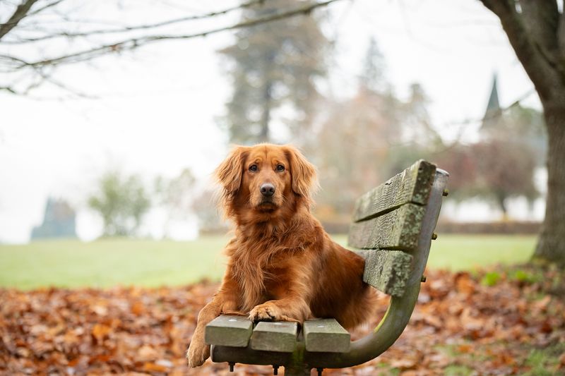 New Blog Post on The Dog Blog