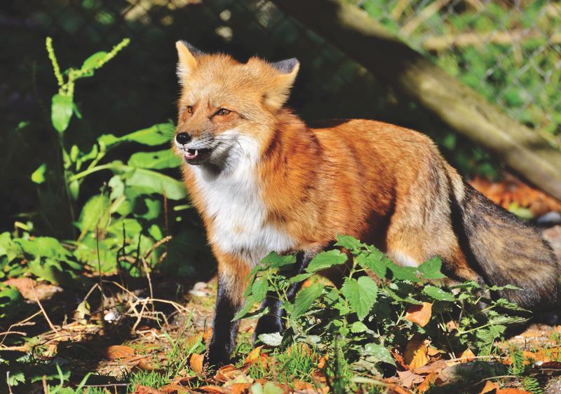 Discover the Fascinating World of Red Foxes