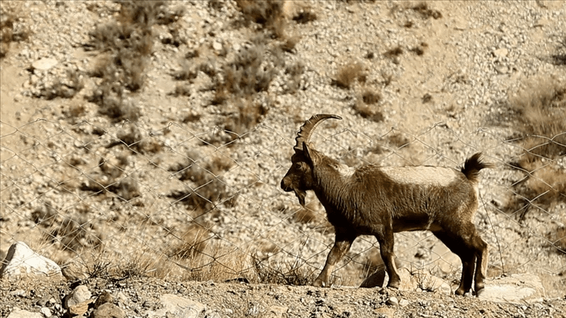 Astor Markhor