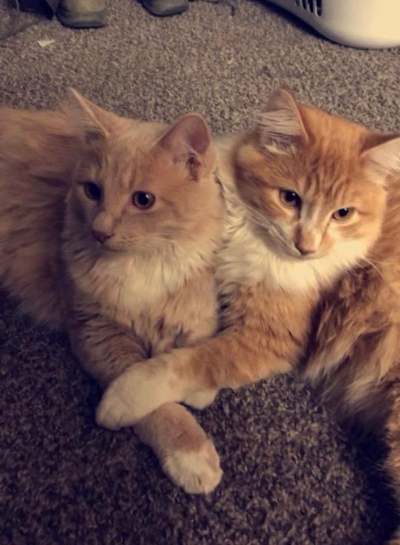 Gus & Charlie - bonded pair in need of new home