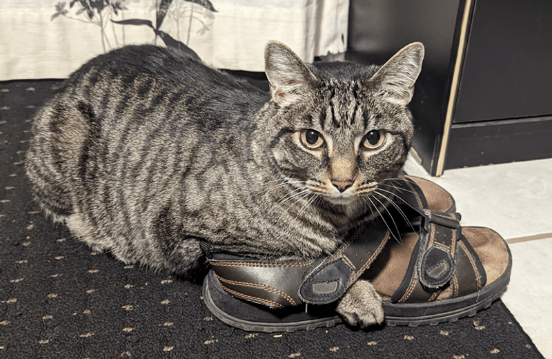 Cat in footwear