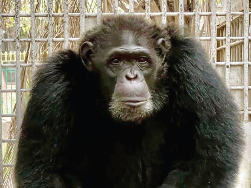 Remembering Raju: Advocating for Animal Welfare in Captivity