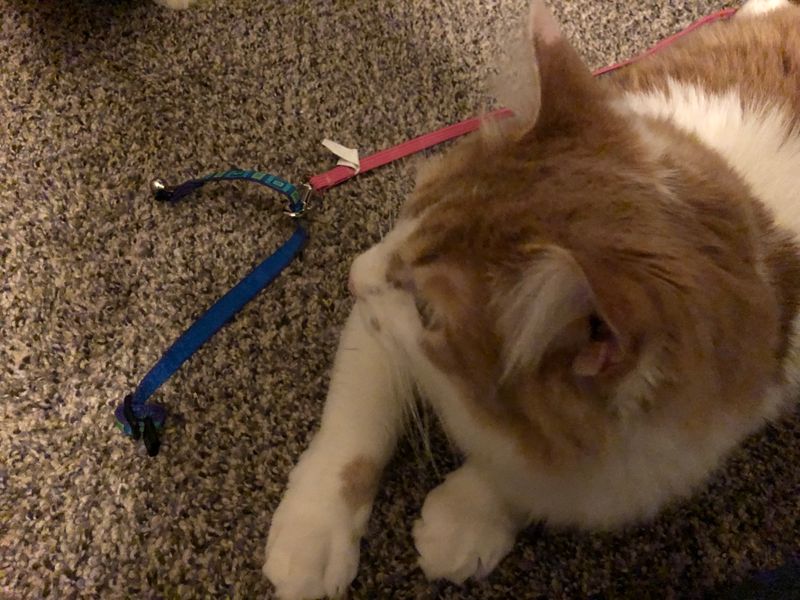 Honeybee found his collar from when he was little 😭🥹