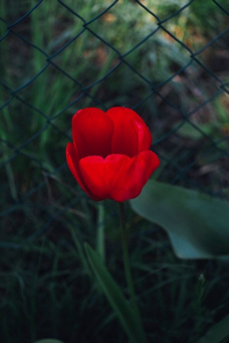 The Errant Tulip Plant