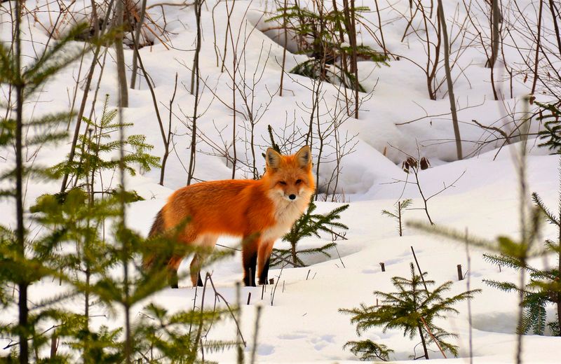 Red Fox