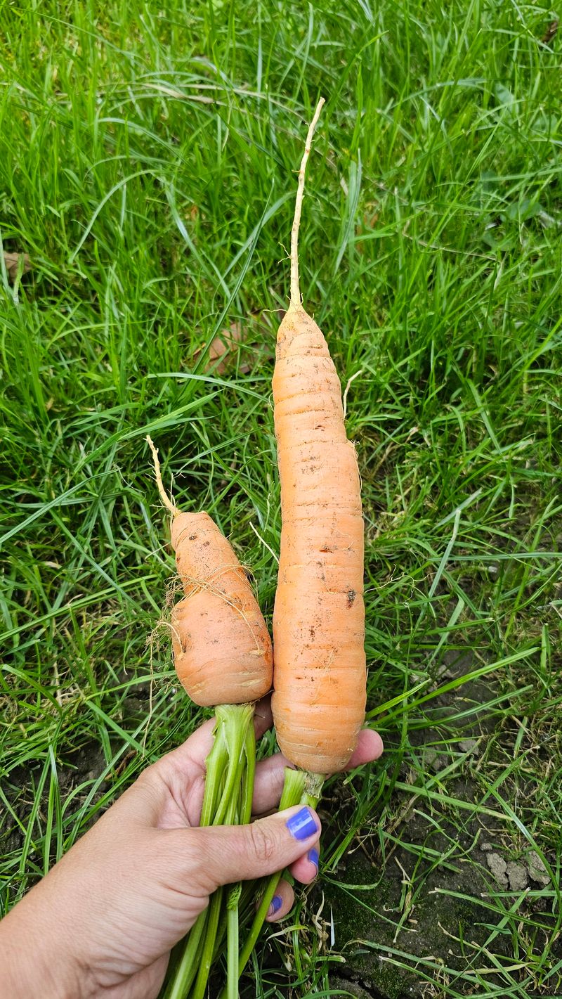 Different size, nature surprises