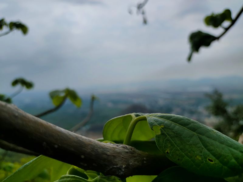 beauty of nature