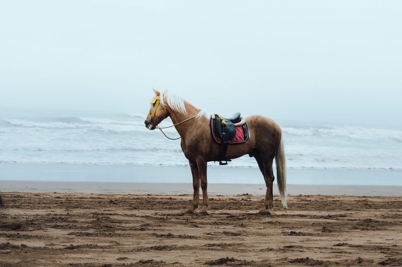 Horses on the Shores of Ain Diab