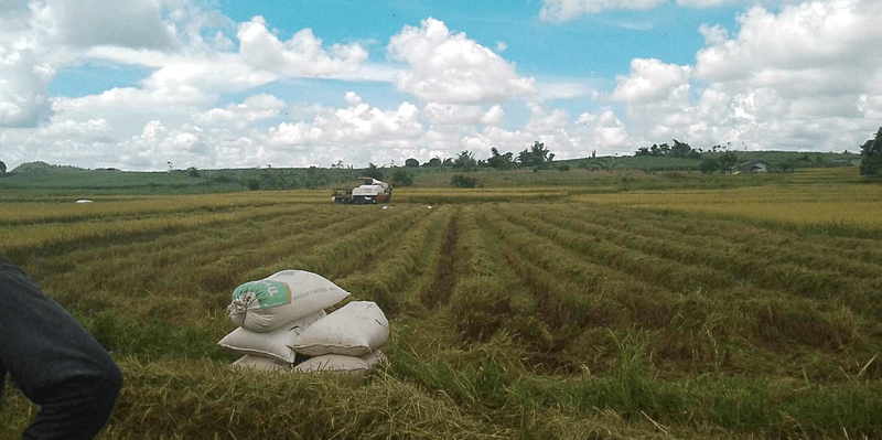 My farm