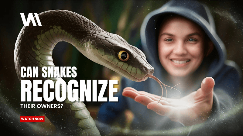 Can Snakes Really Recognize Their Owners?