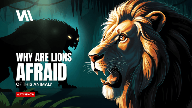 Why Are Lions Afraid of This Animal? Shocking Facts!