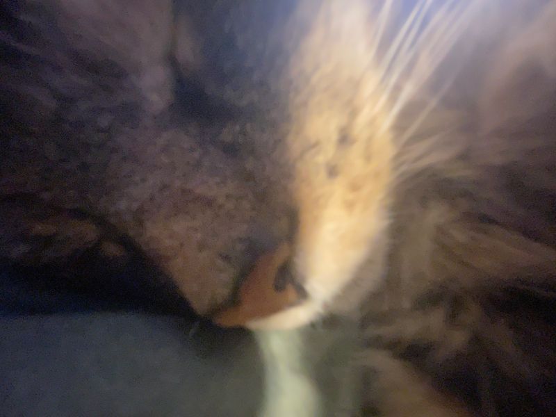 It’s ma cats birthday 🫶😭
