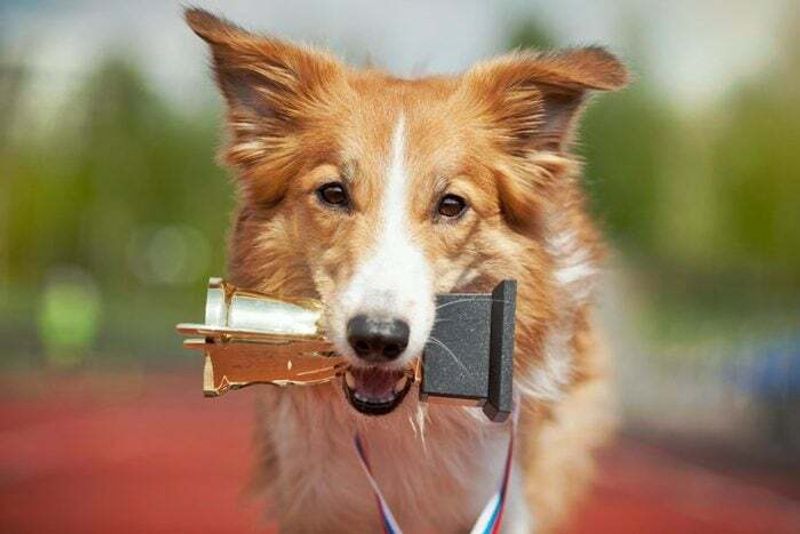 The World Record for the Fastest Dog
