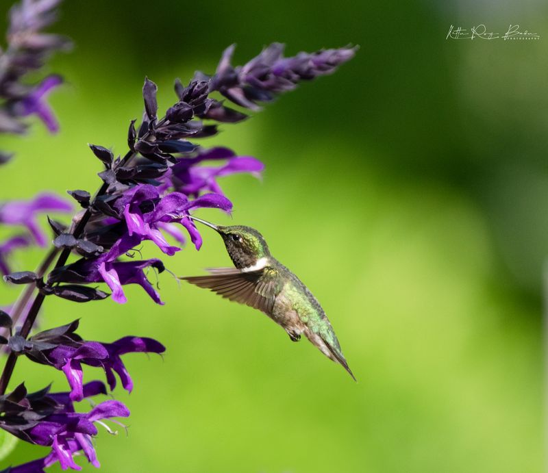 Ruby Throated Humming Bird
