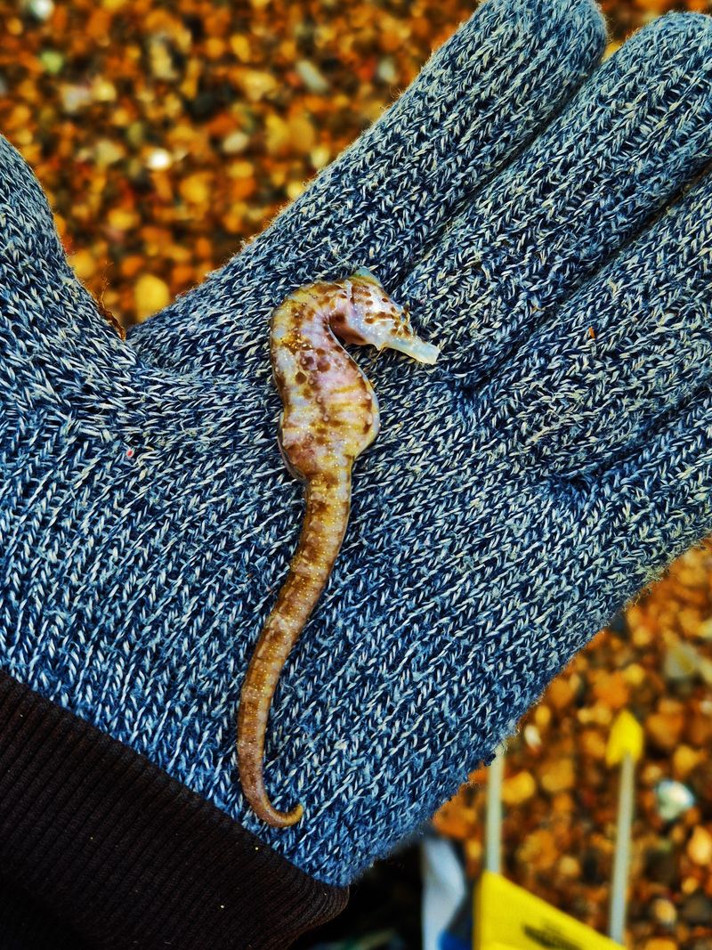 My First Seahorse