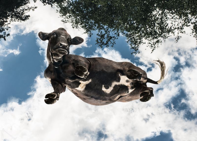 Sekantis projektas - UNDER-COWS