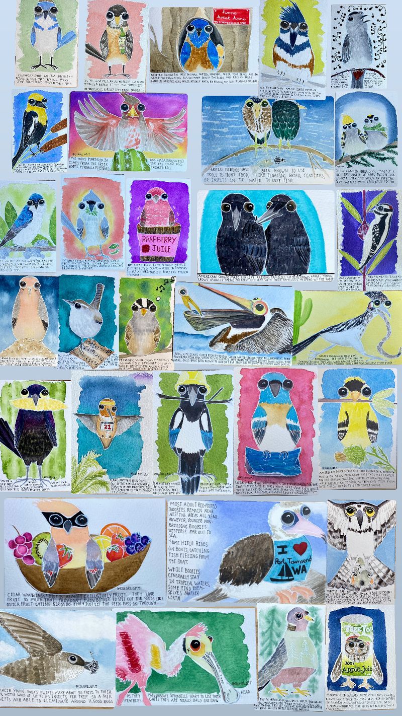 Bird postcards NOW available!
