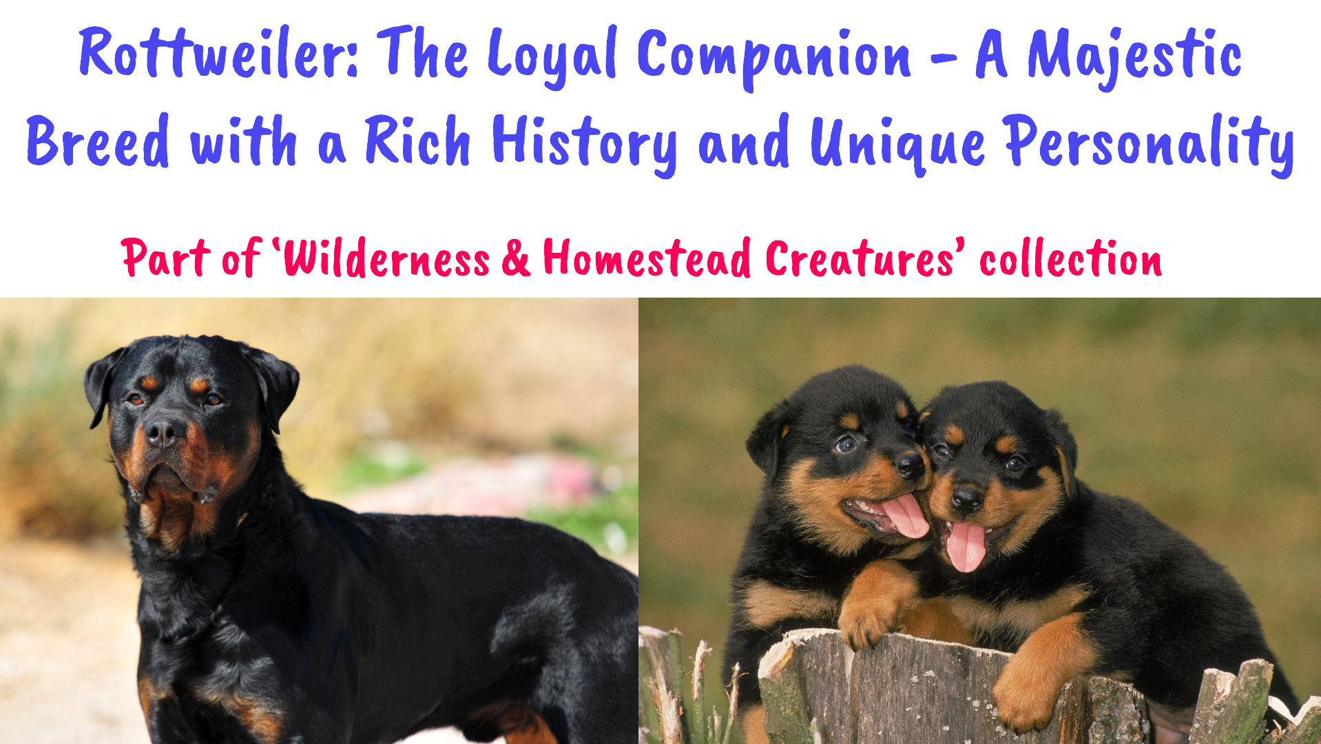 Rottweiler: The Loyal Companion - A Majestic Breed with Rich History ...
