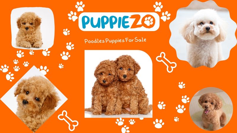 Poodle Puppies for Sale in India 2025: Your Complete Guide to Finding the Perfect Pet