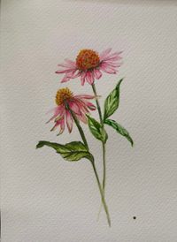 Echinacea
