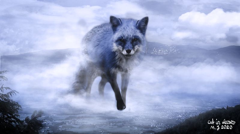 Fox