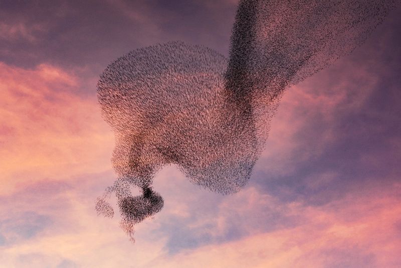 Murmuration