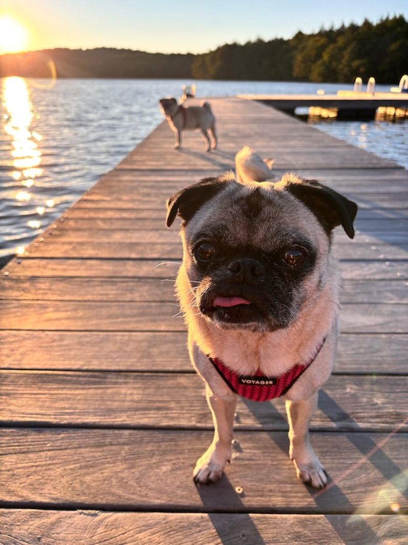 Paws Up for Pug Camp