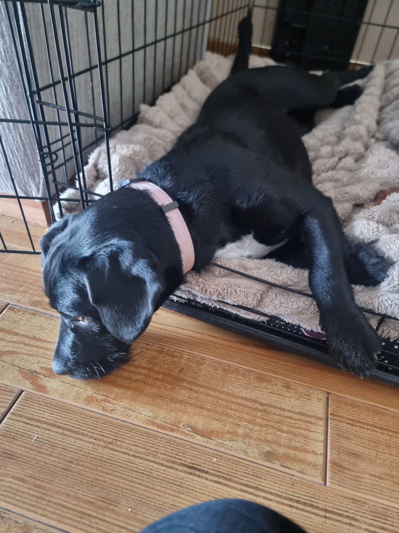Poor Nala is having her first heat.