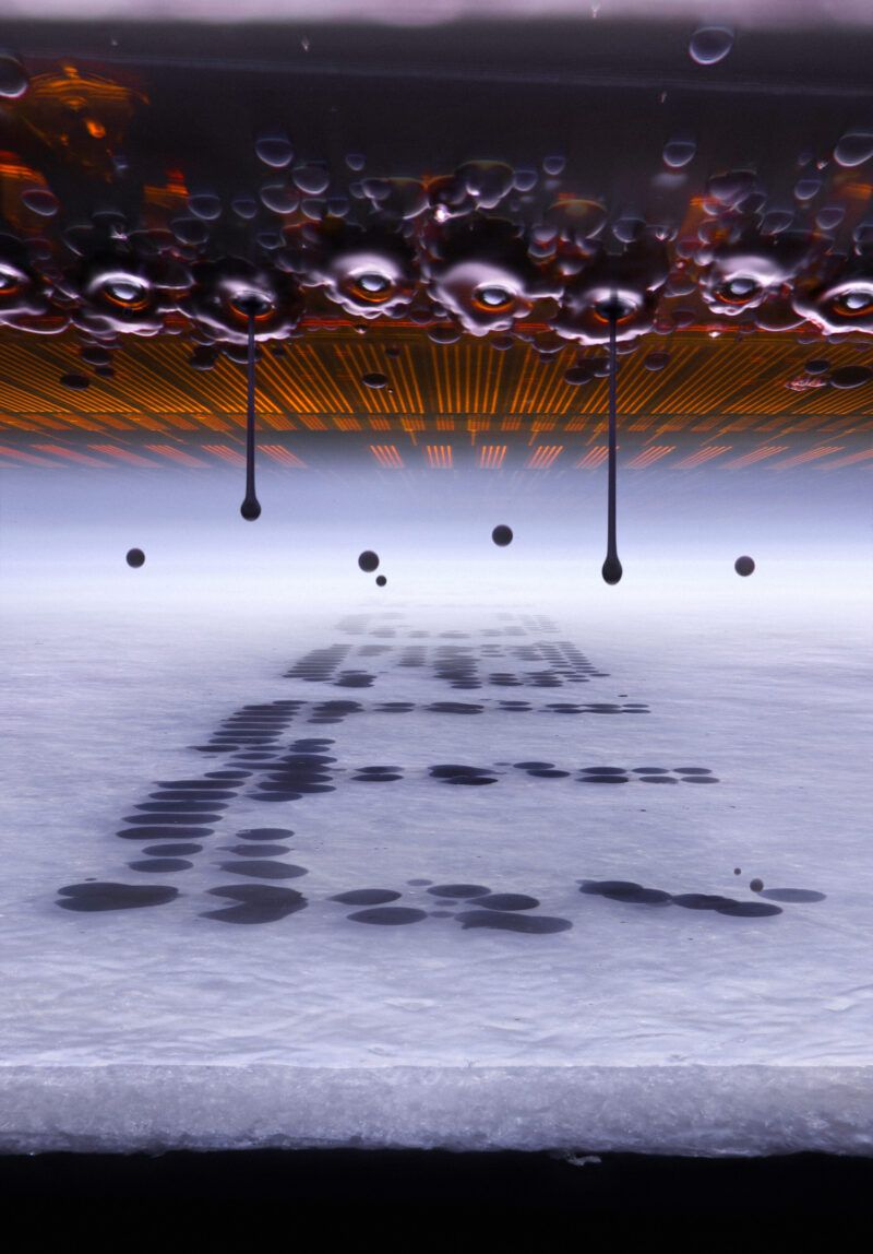 1. Place - Photomicrography Competition - 2026