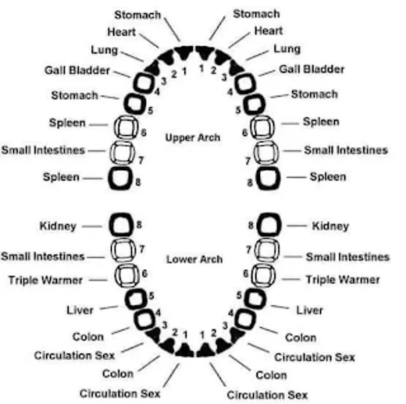 The Whole Tooth